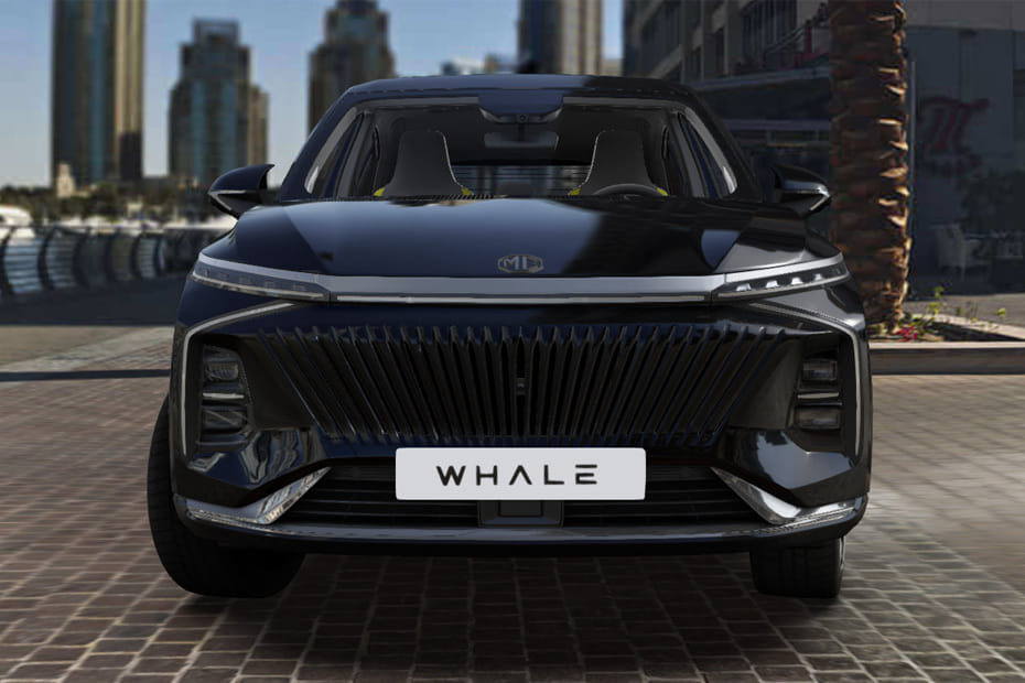 Full Front View of Whale